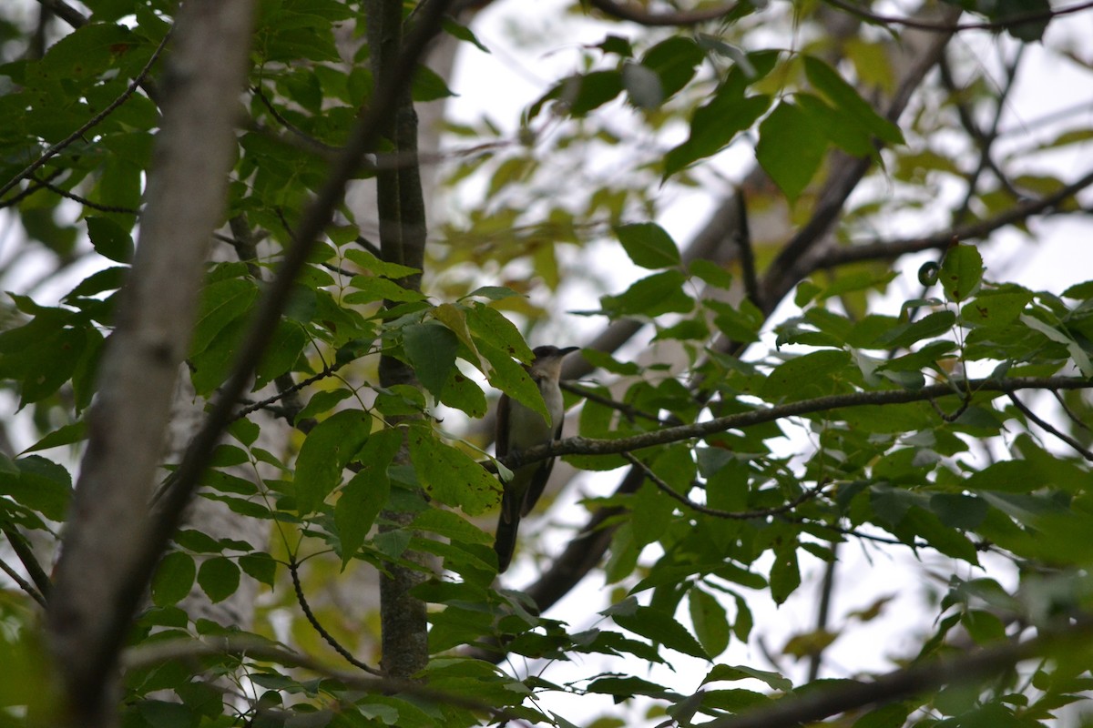 Black-billed Cuckoo - Sarah Bonnett