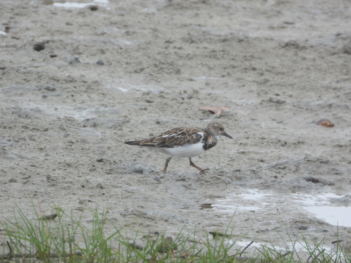 Ruddy Turnstone - ML611184538