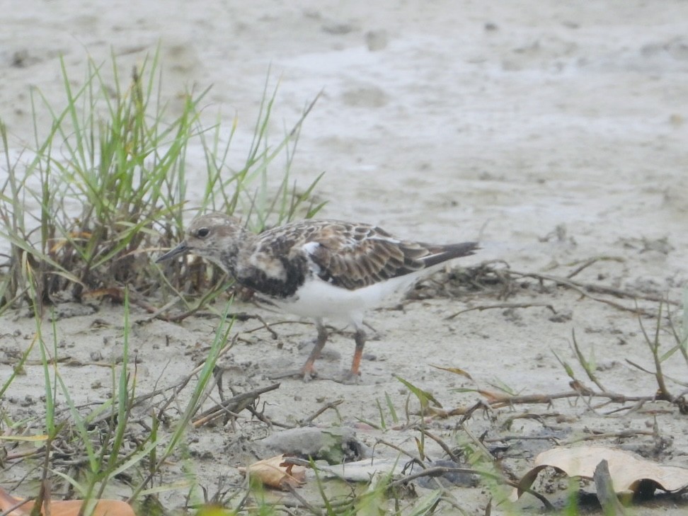 Ruddy Turnstone - ML611184540