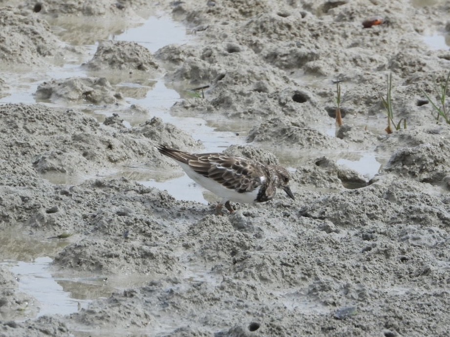 Ruddy Turnstone - ML611184541