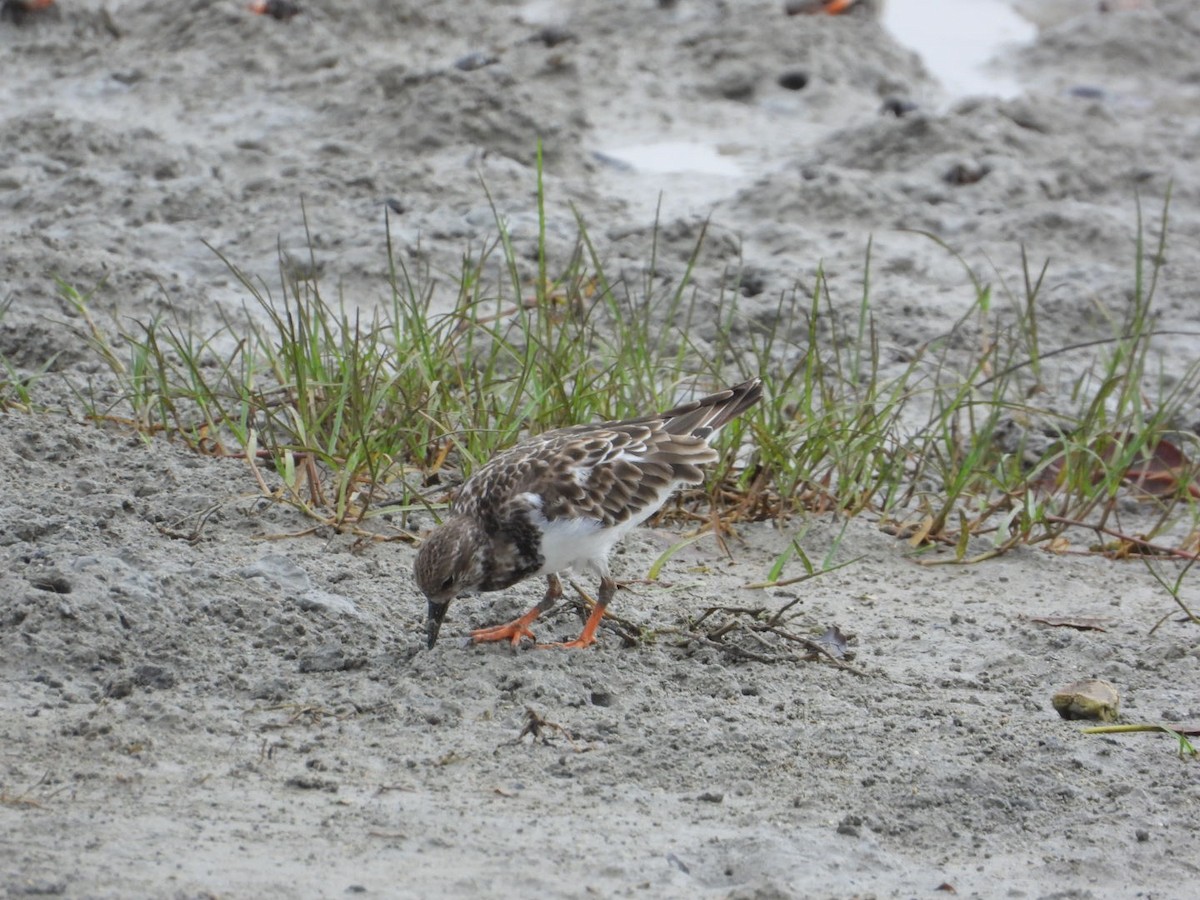 Ruddy Turnstone - ML611184542