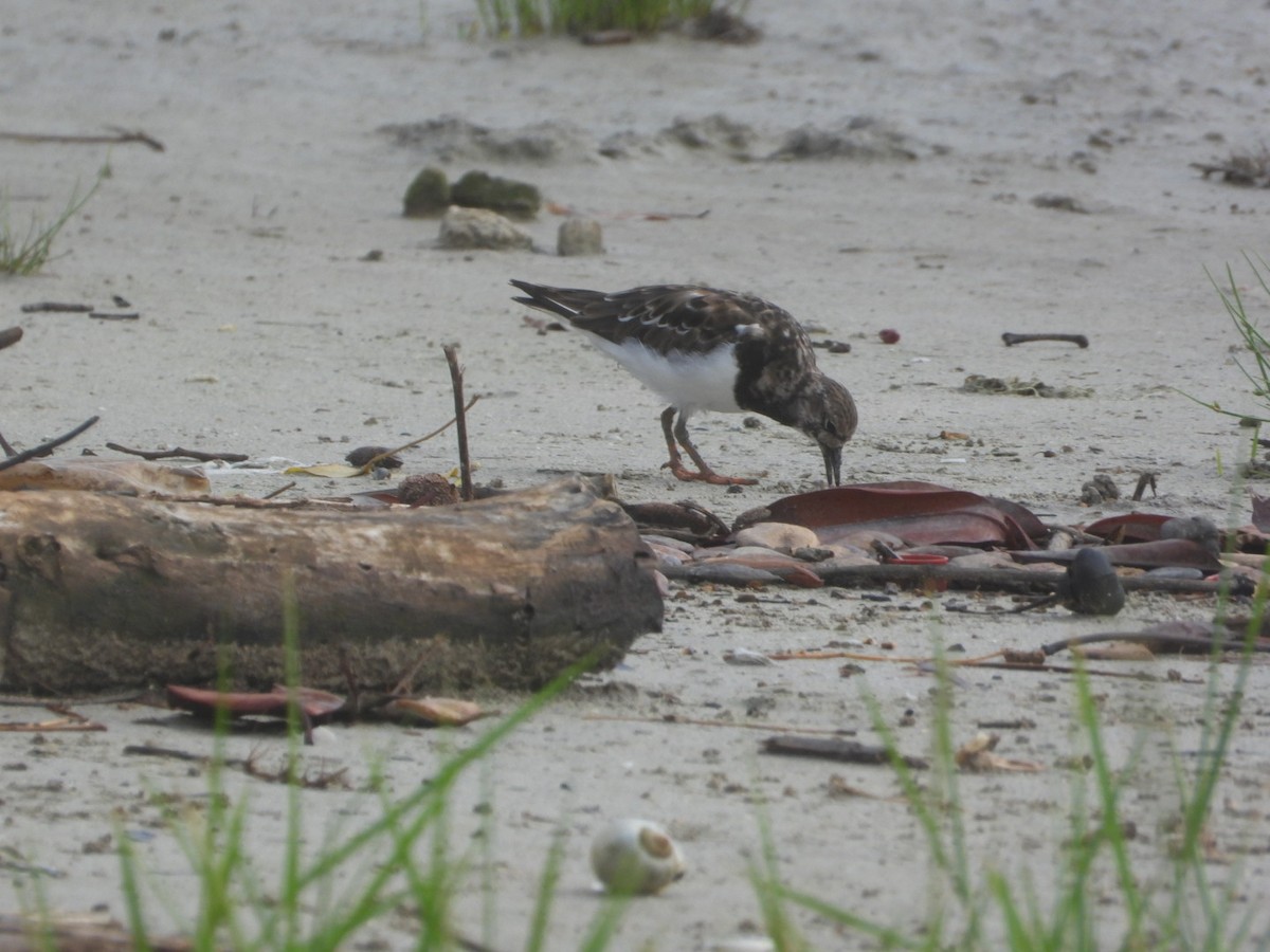 Ruddy Turnstone - ML611184543