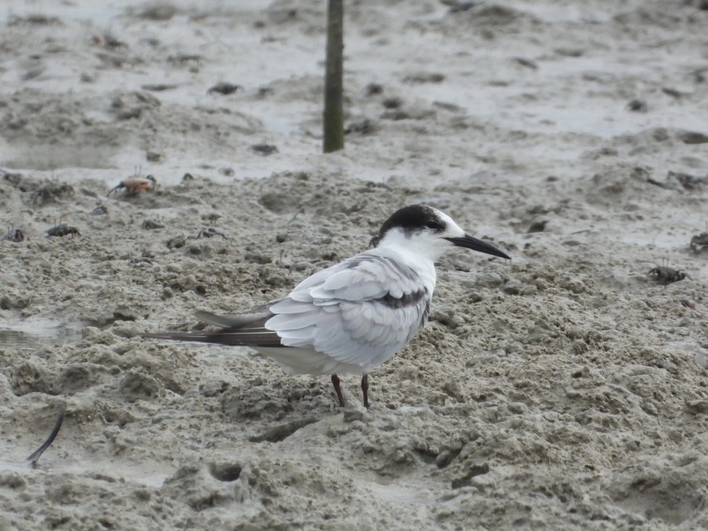 Common Tern - ML611184560