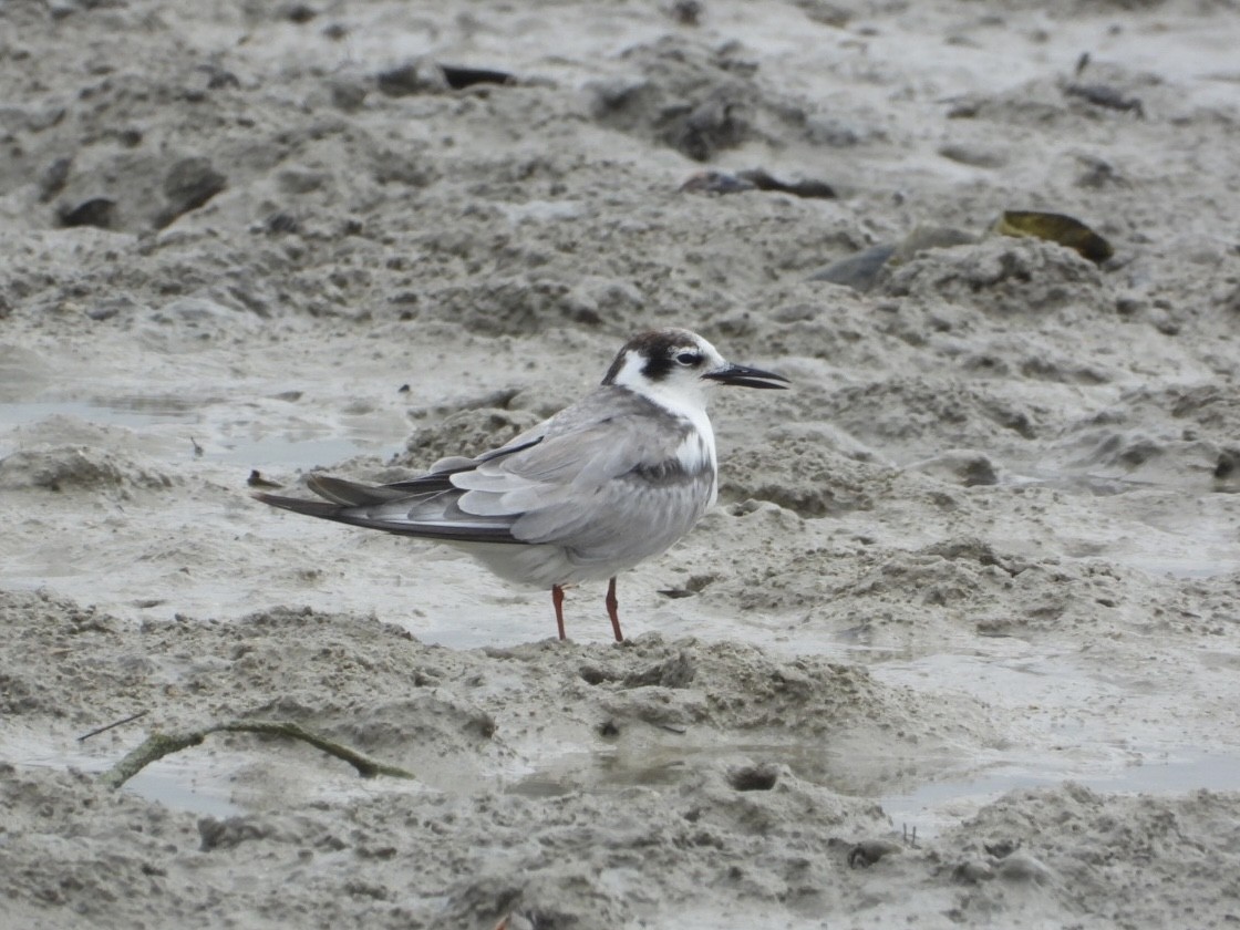 Common Tern - ML611184562