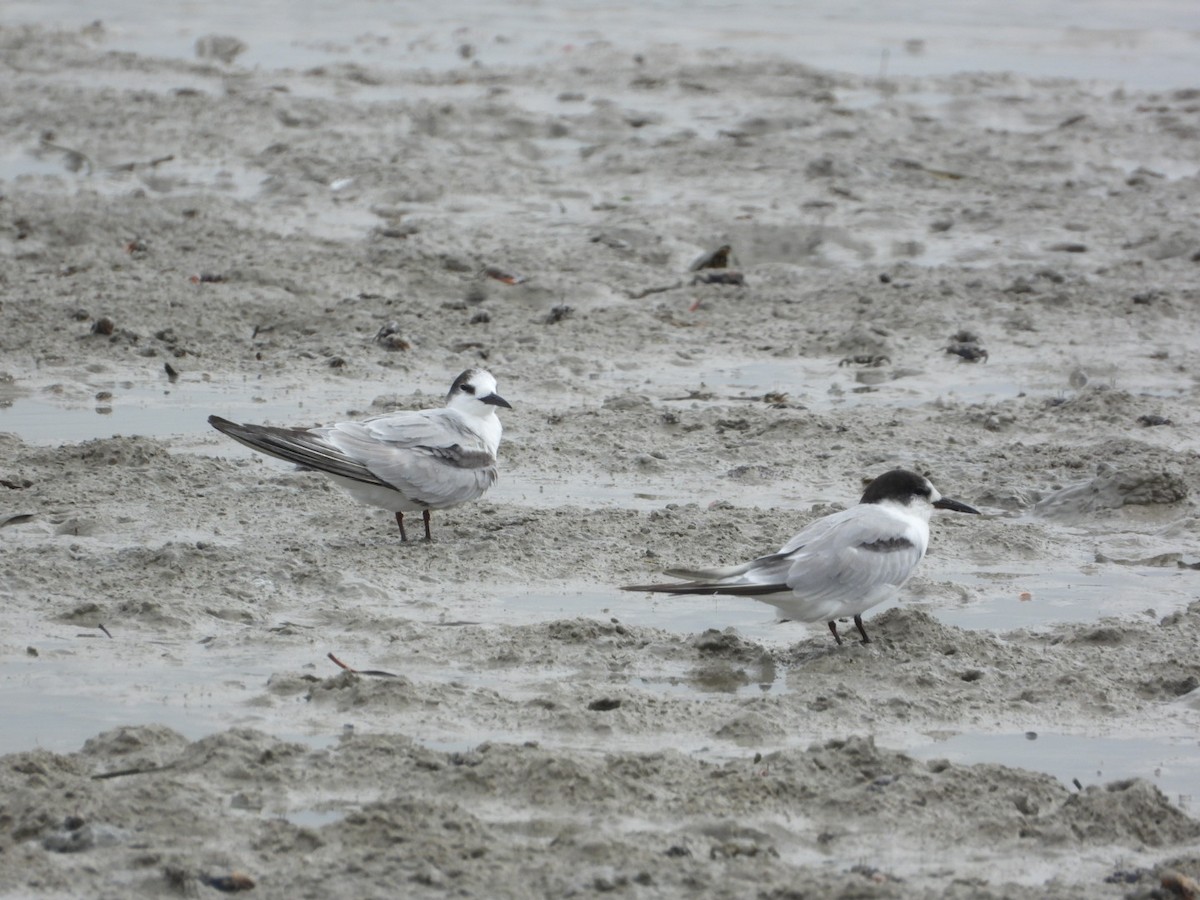 Common Tern - ML611184563