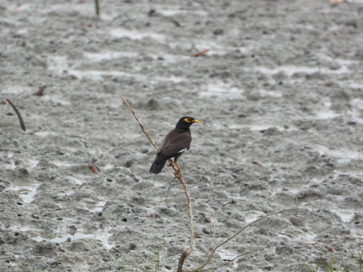 Common Myna - ML611184594