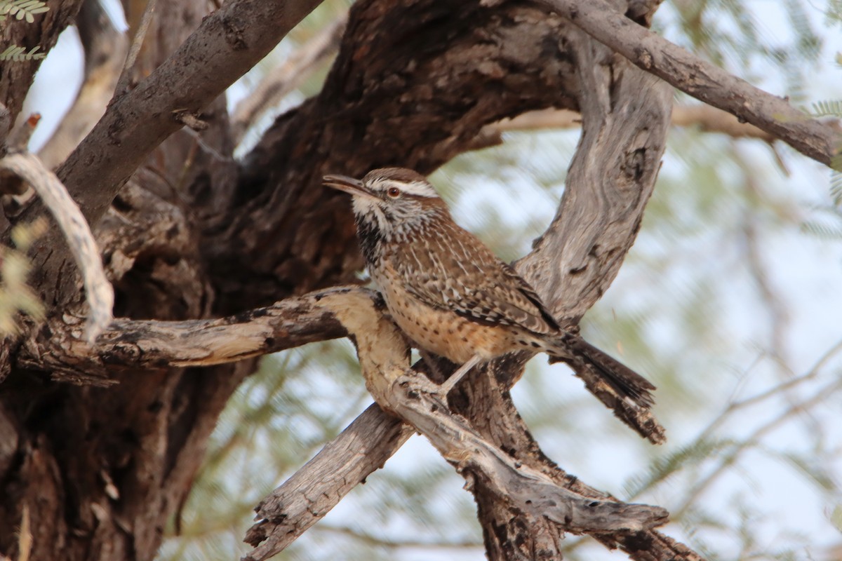 Cactus Wren - ML611184597