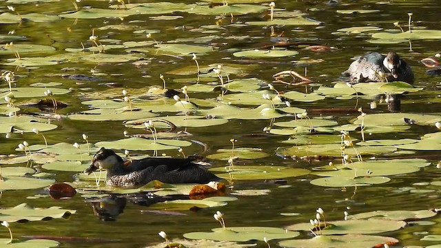 Green Pygmy-Goose - ML611184634