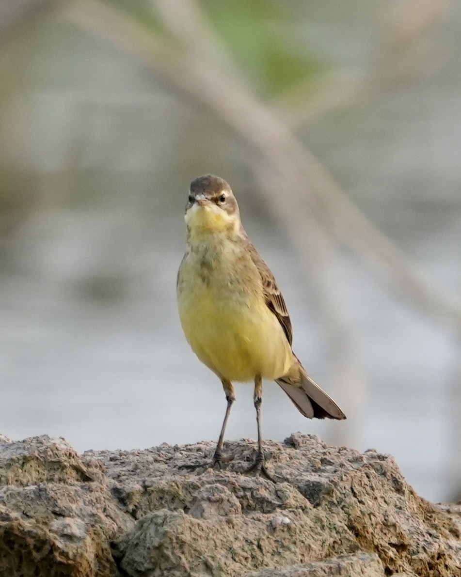 Western Yellow Wagtail - ML611184657