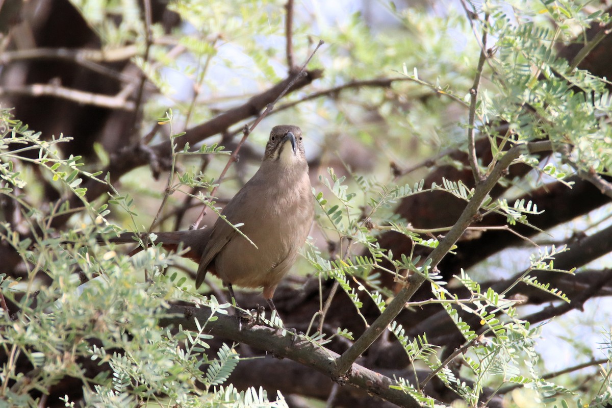 Crissal Thrasher - ML611184665