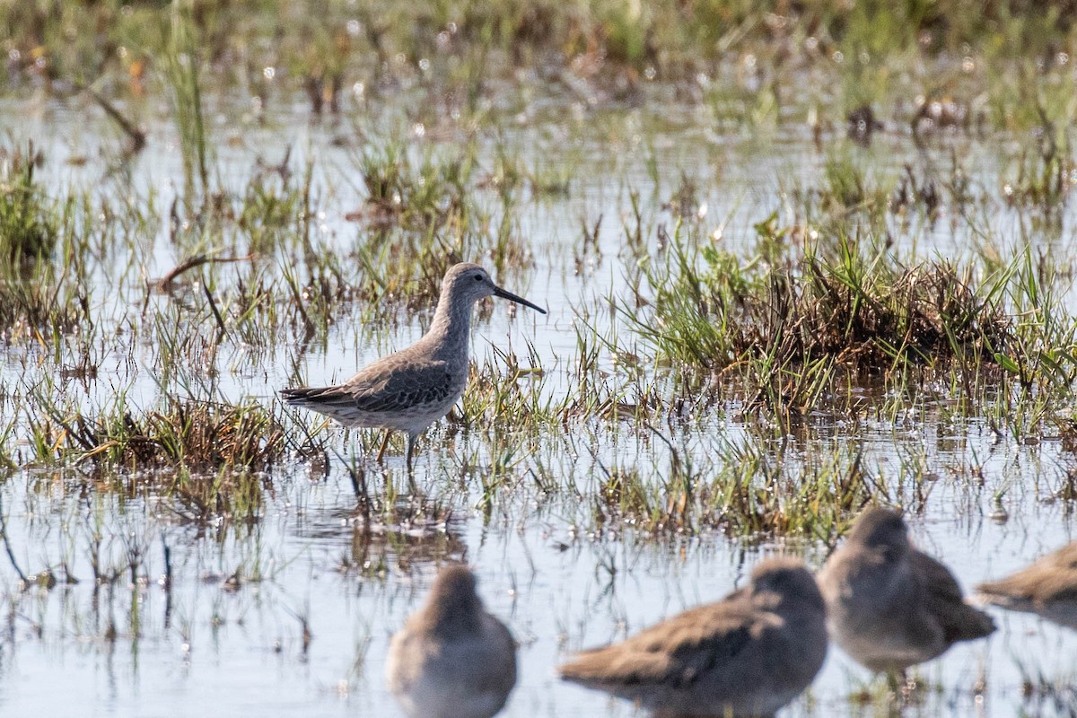 Stilt Sandpiper - ML611184685