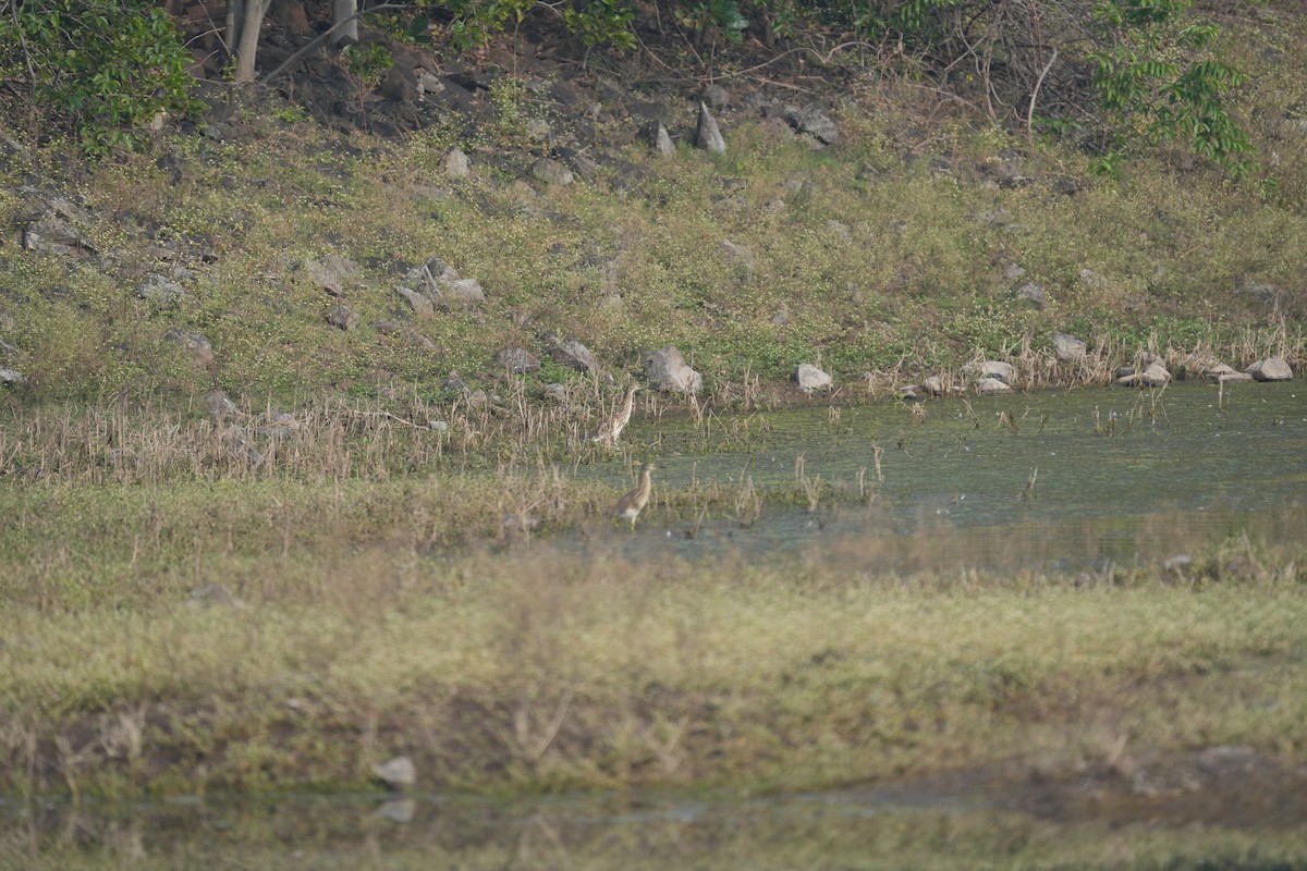 Indian Pond-Heron - ML611184699