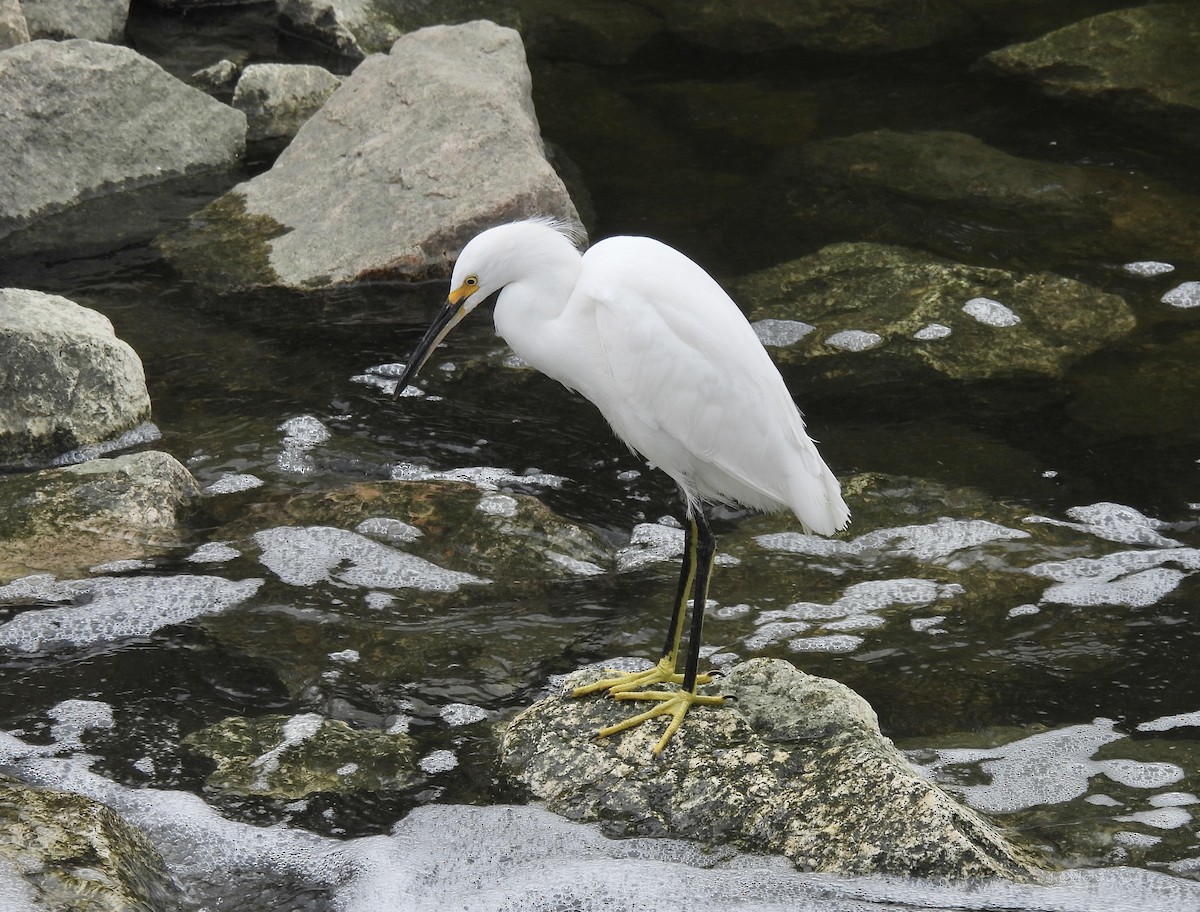 Snowy Egret - ML611184700