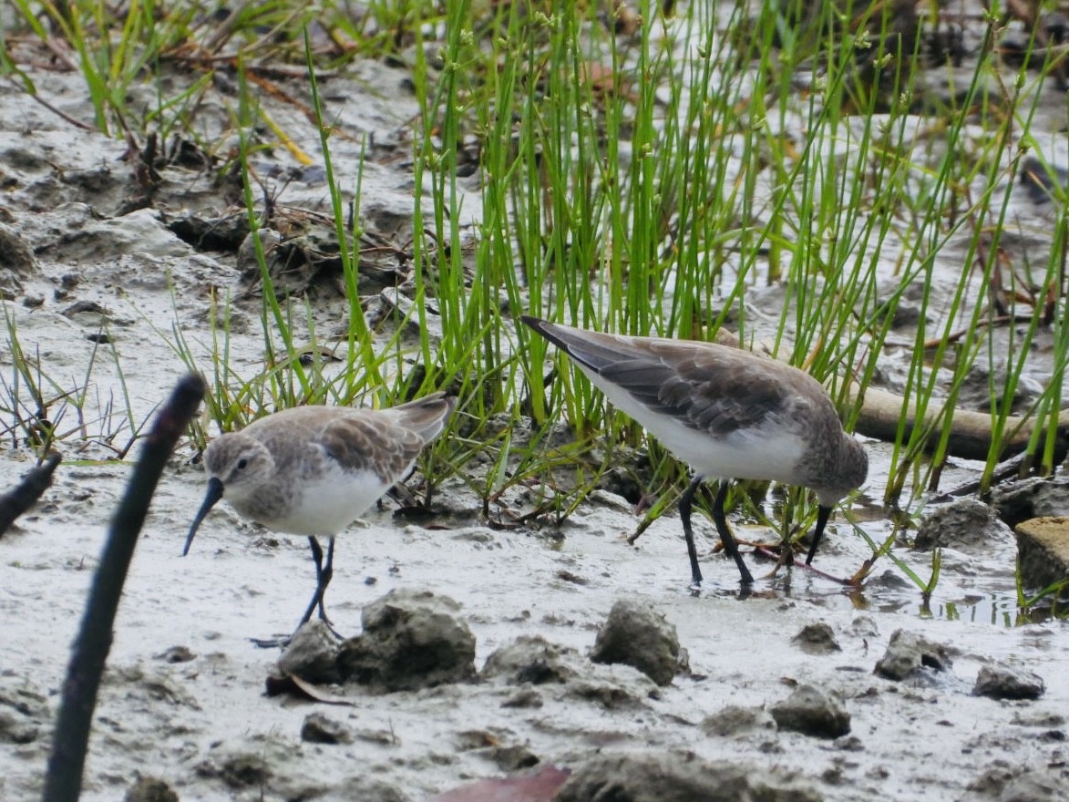 Curlew Sandpiper - ML611184713