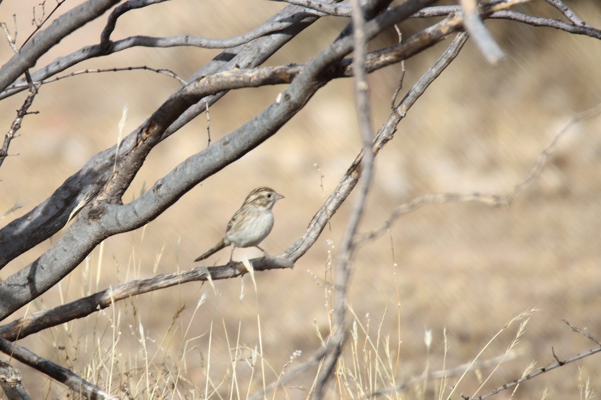 Brewer's Sparrow - Diana Spangler