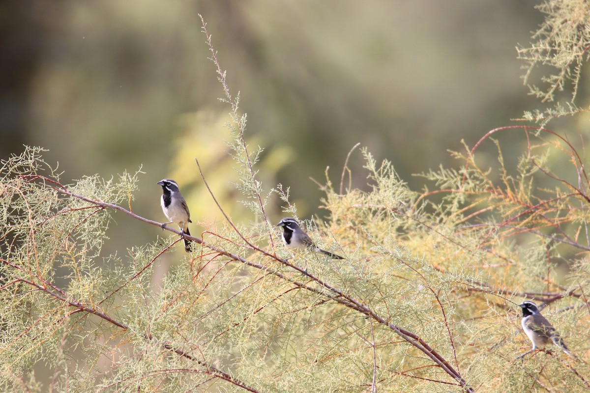 Black-throated Sparrow - Diana Spangler