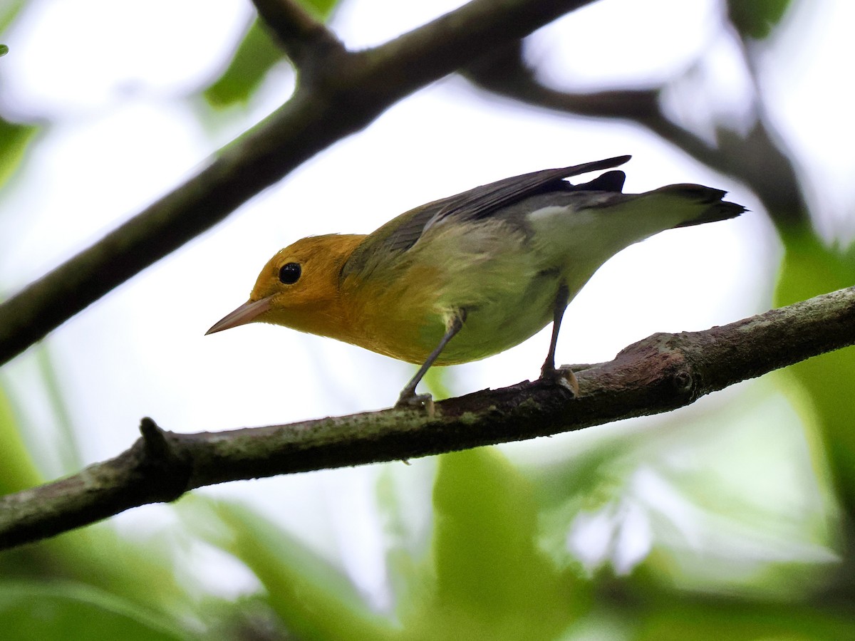 Prothonotary Warbler - ML611184739