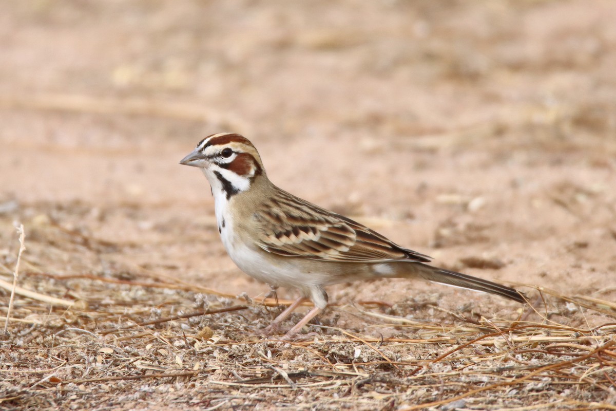 Lark Sparrow - Diana Spangler