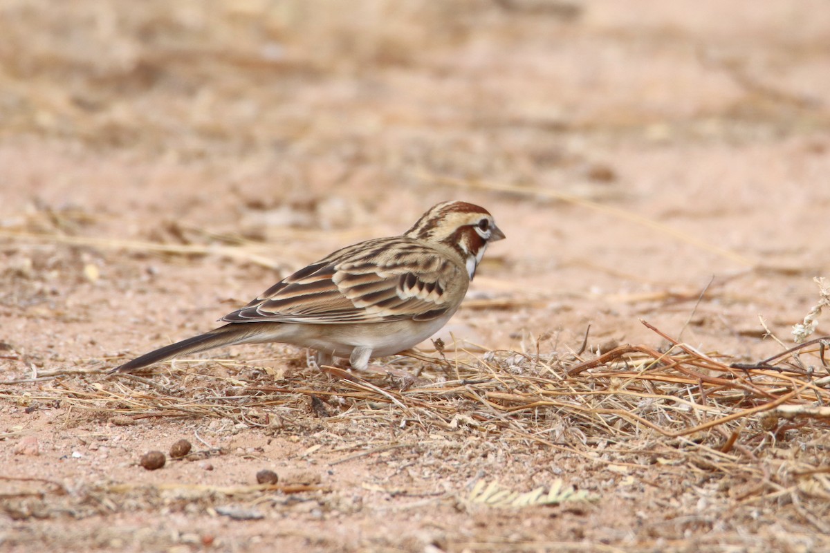 Lark Sparrow - ML611184769