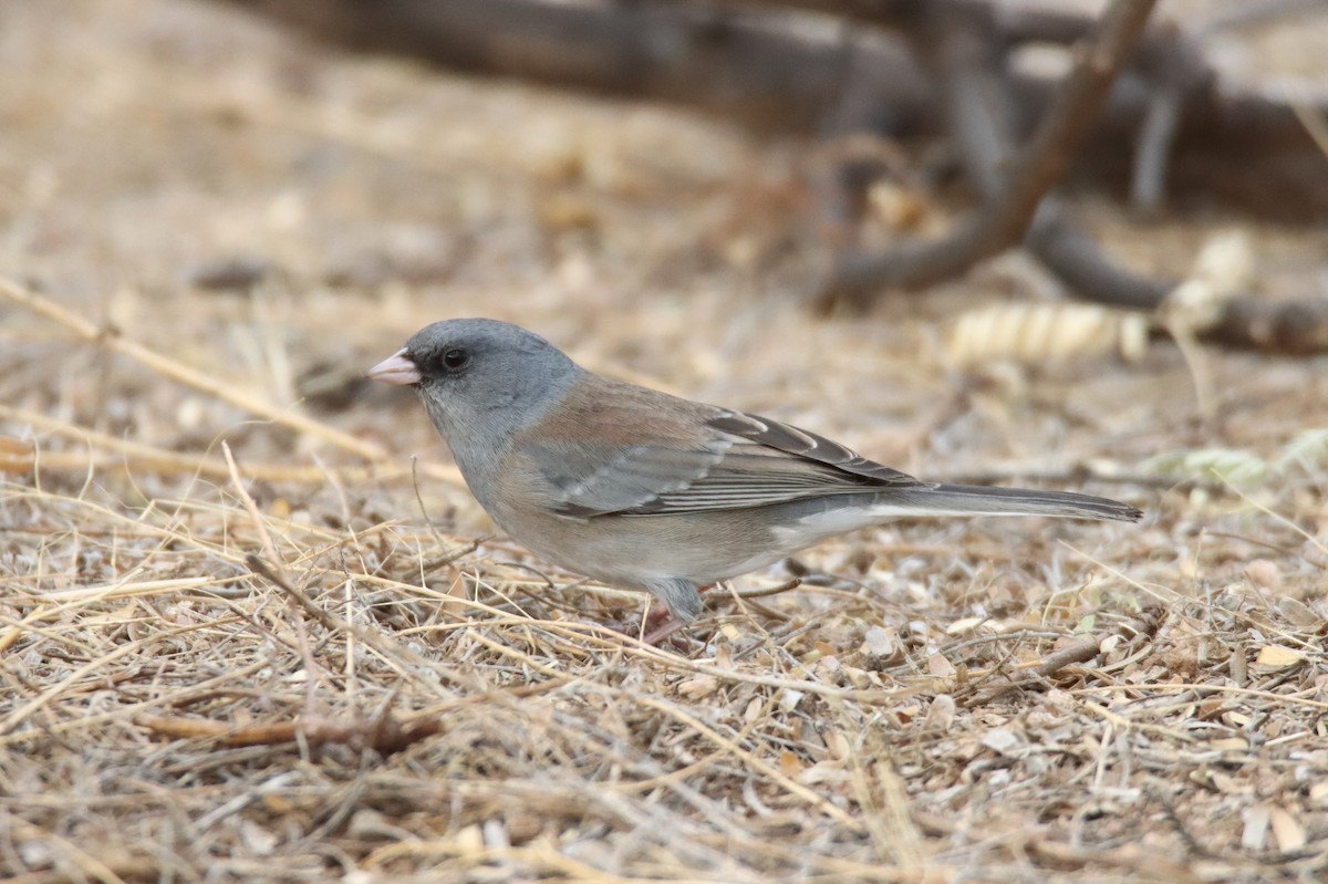 Dark-eyed Junco - ML611184783