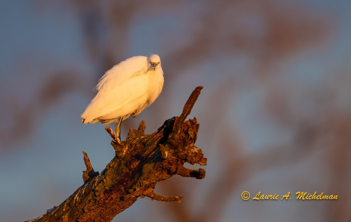 Snowy Egret - ML611184788