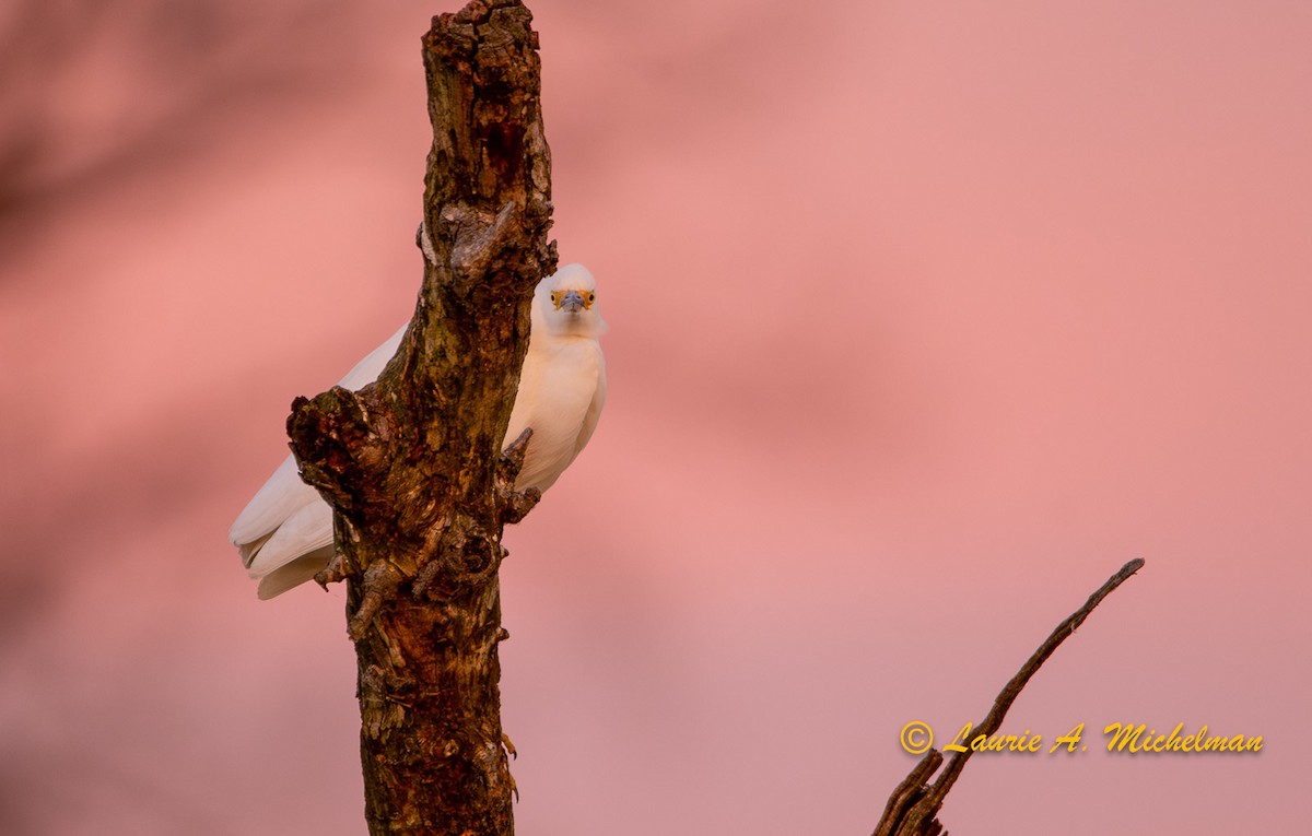 Snowy Egret - ML611184789