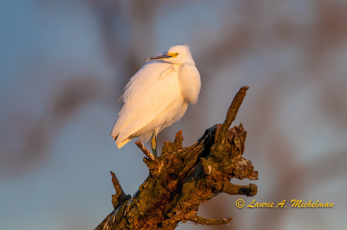 Snowy Egret - ML611184790