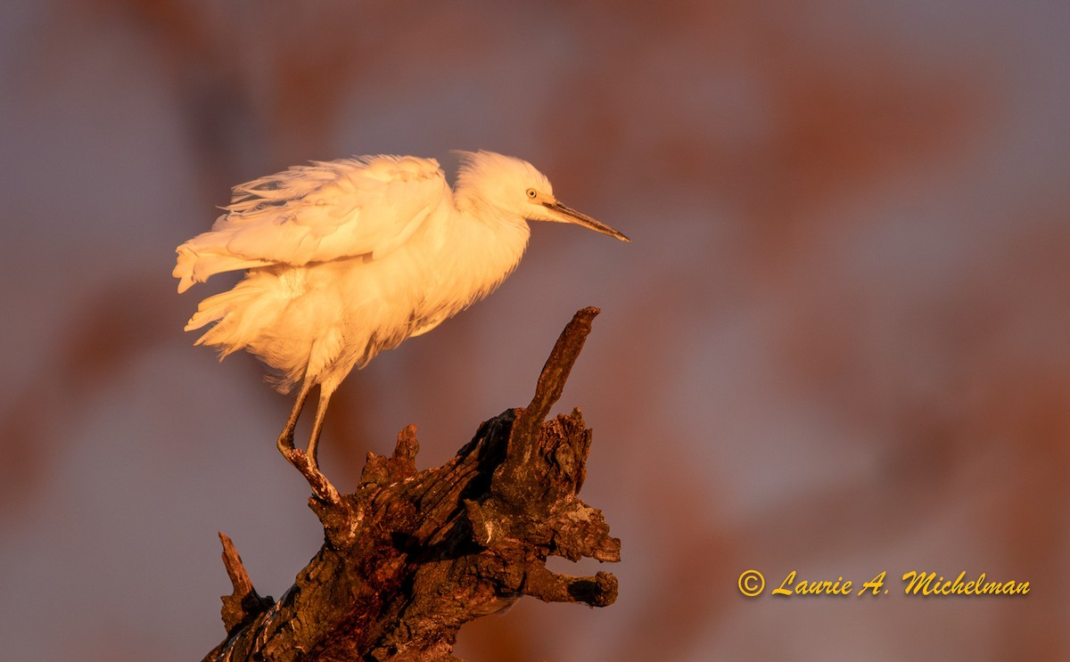 Aigrette neigeuse - ML611184791