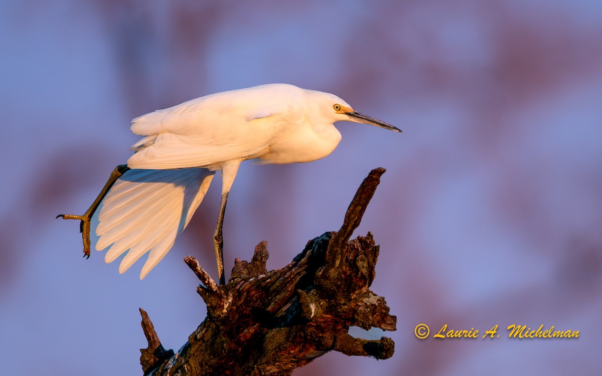 Snowy Egret - Laurie Michelman