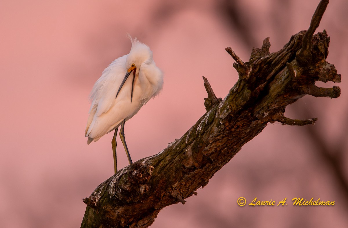 Snowy Egret - Laurie Michelman