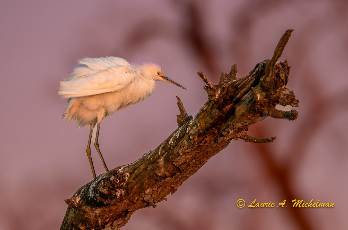 Aigrette neigeuse - ML611184794