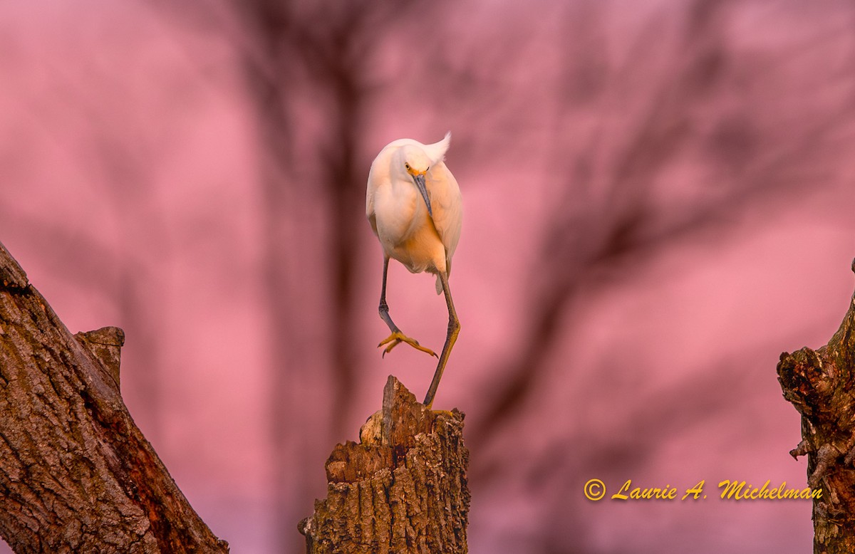 Snowy Egret - Laurie Michelman