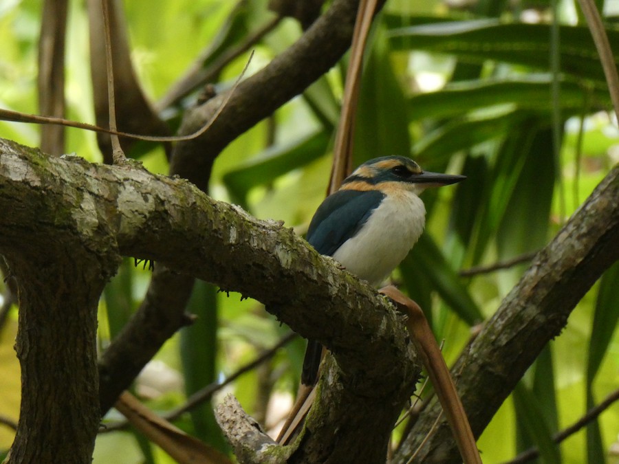 Vodomar mjaukavac - eBird