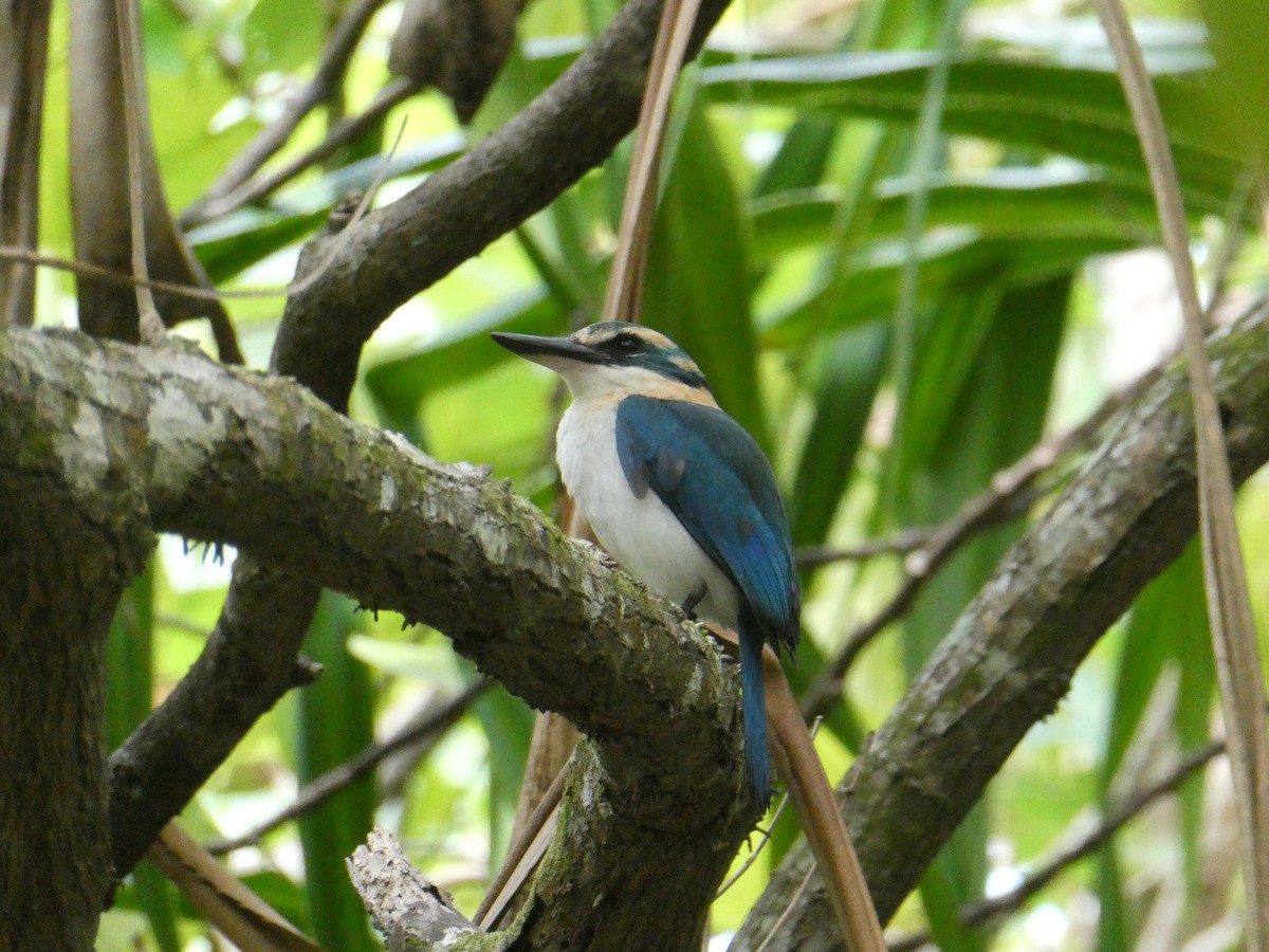 Mewing Kingfisher - ML611184803