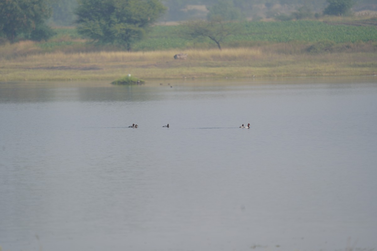 Common Pochard - ML611184809