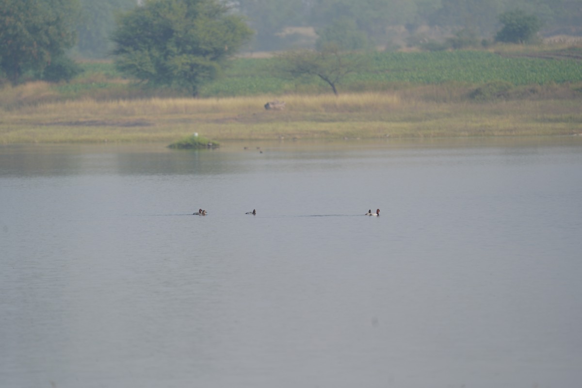 Common Pochard - ML611184811