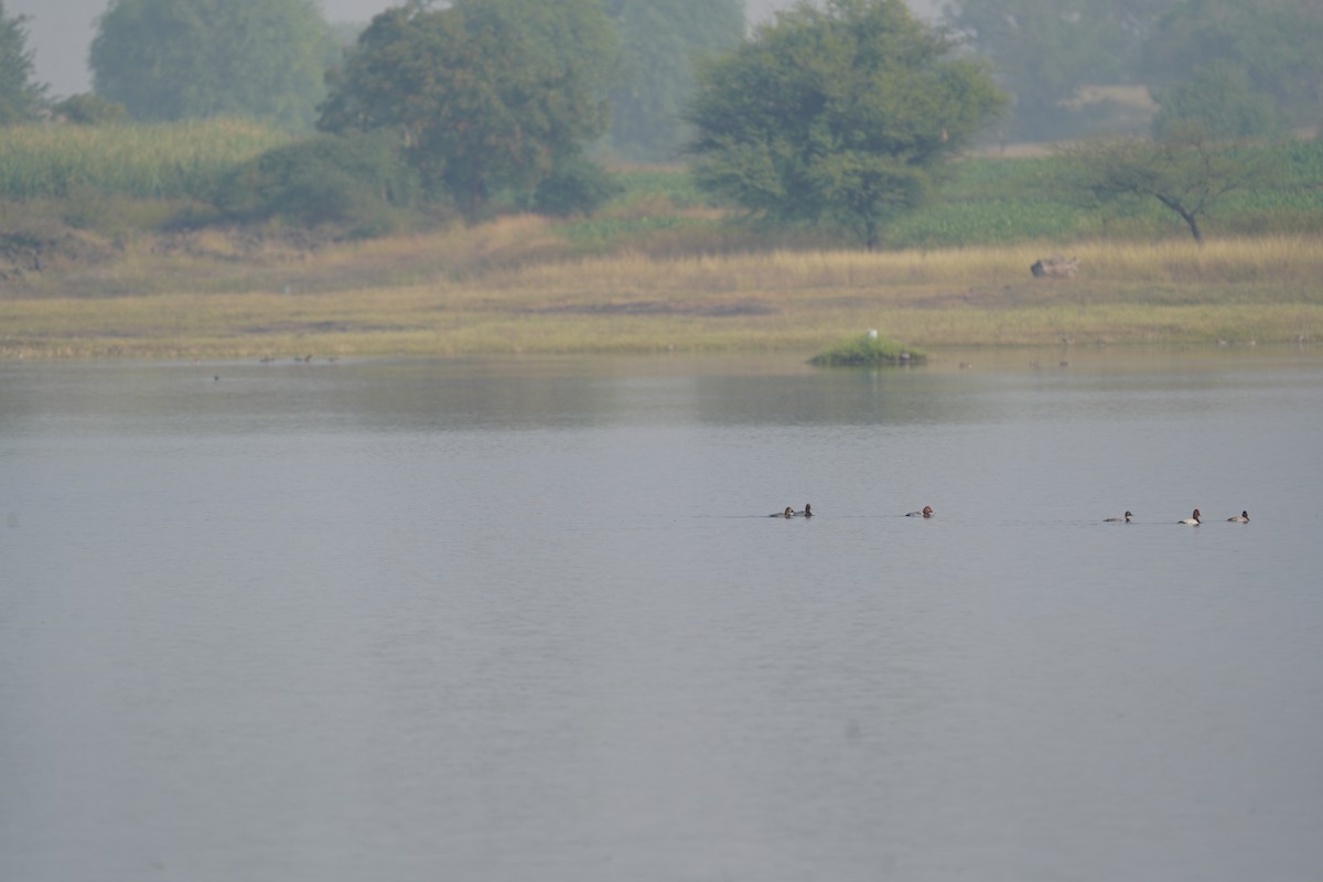 Common Pochard - Praveen Chavan