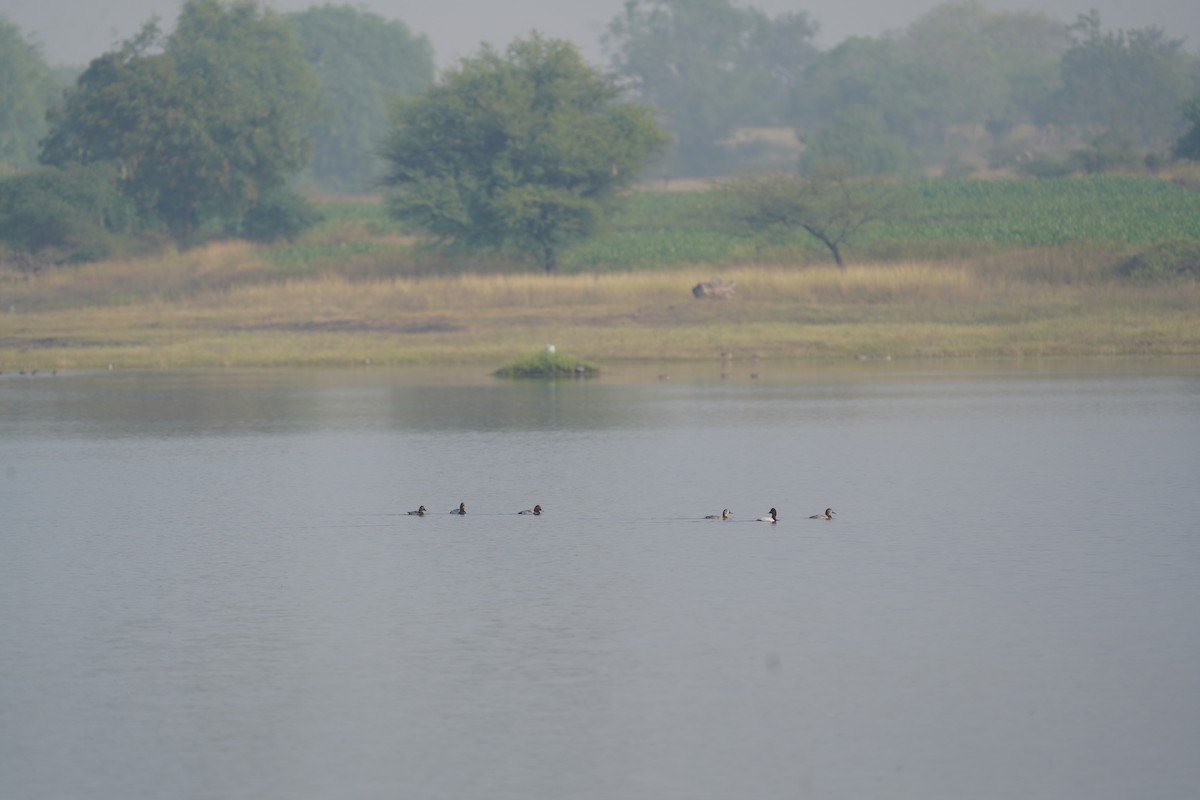 Common Pochard - ML611184813