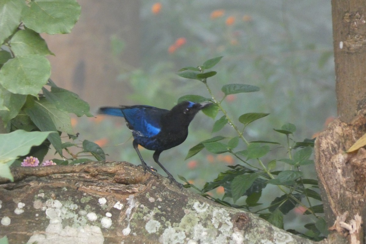 Малабарская синяя птица - ML611184959