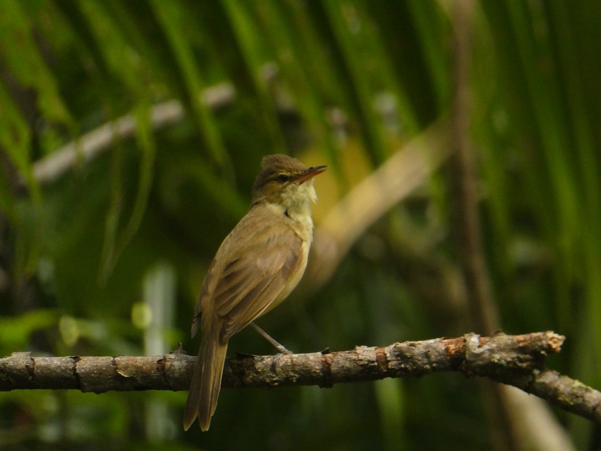 Cook Islands Reed Warbler - ML611184969