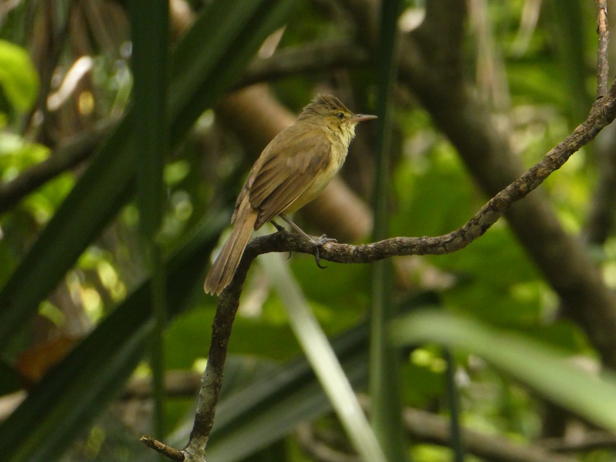 Cook Adaları Kamışçını - ML611184970