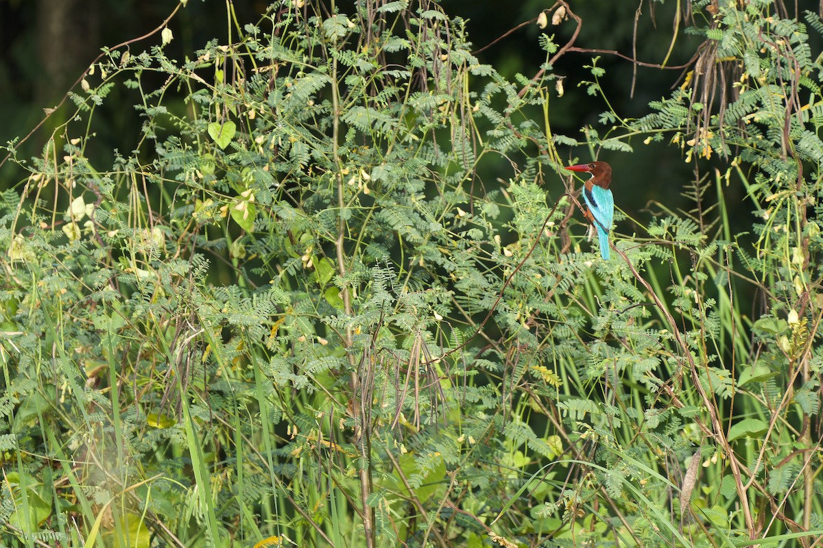 White-throated Kingfisher - ML611184982