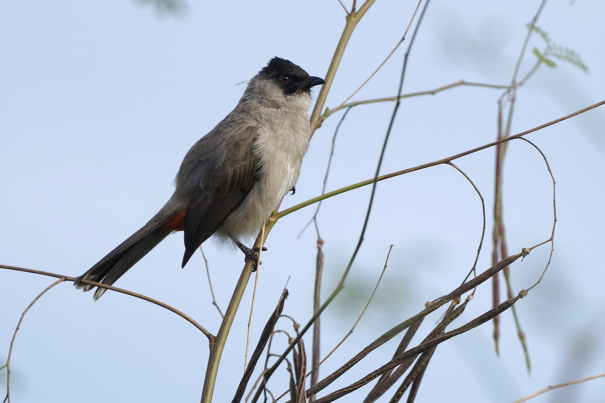 Bulbul Ventridorado - ML611184990