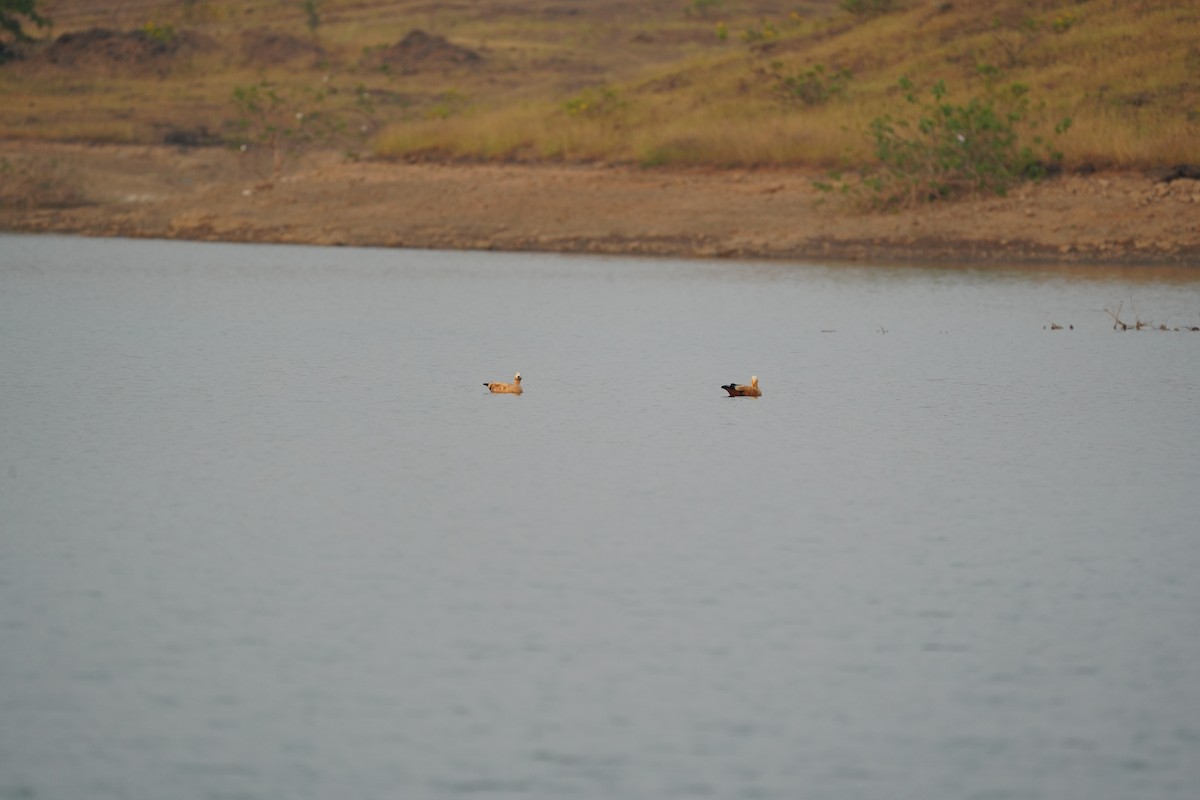 Ruddy Shelduck - ML611185014