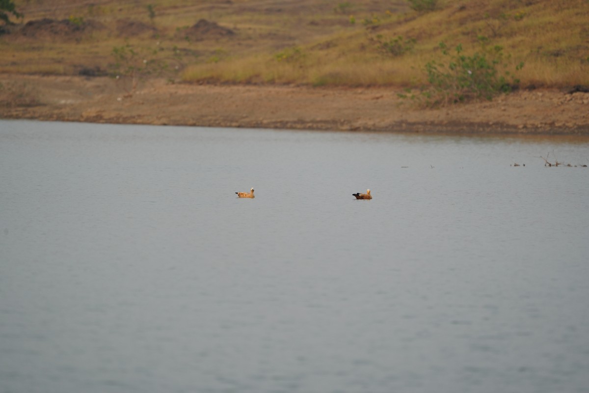 Ruddy Shelduck - ML611185015