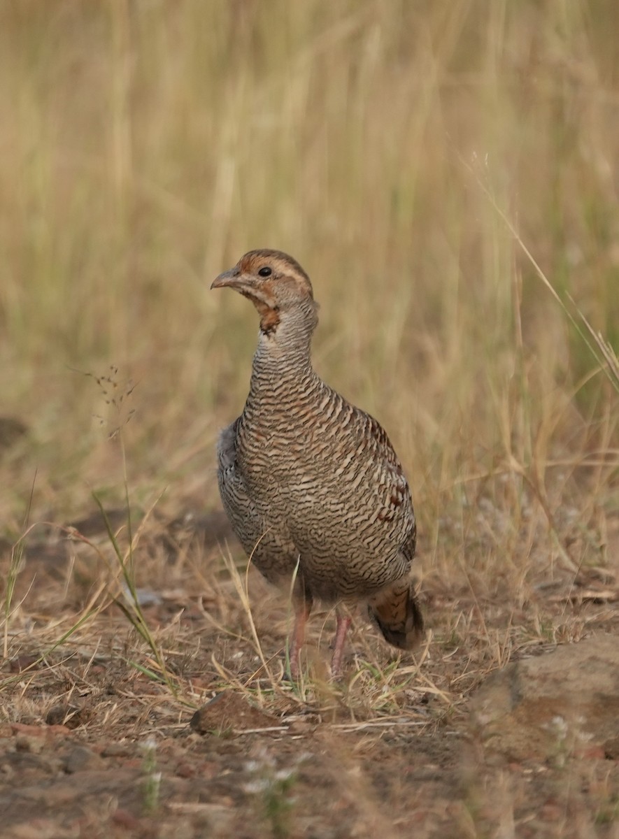 Gray Francolin - ML611185040