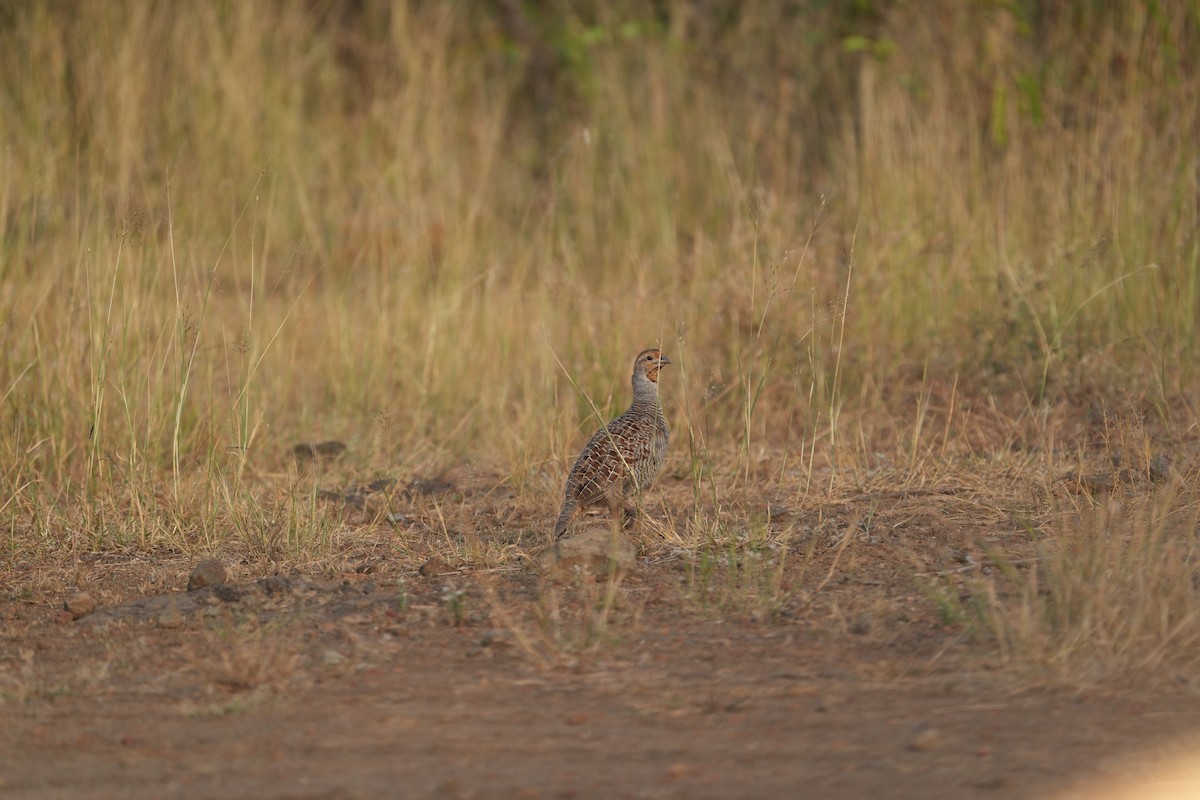 Gray Francolin - ML611185041