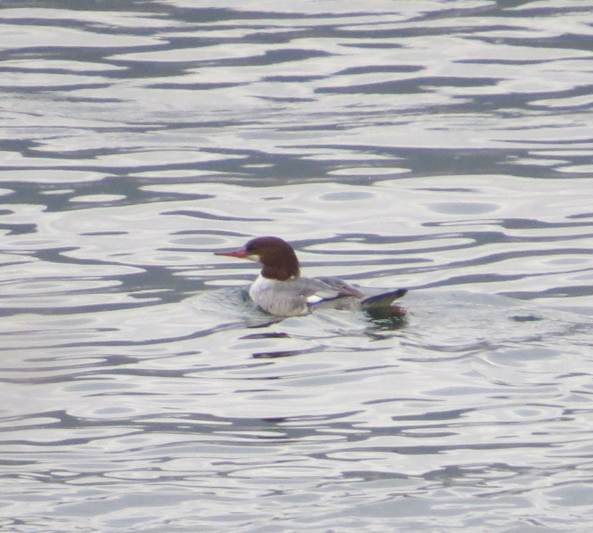 Common Merganser - Larry Goodhew