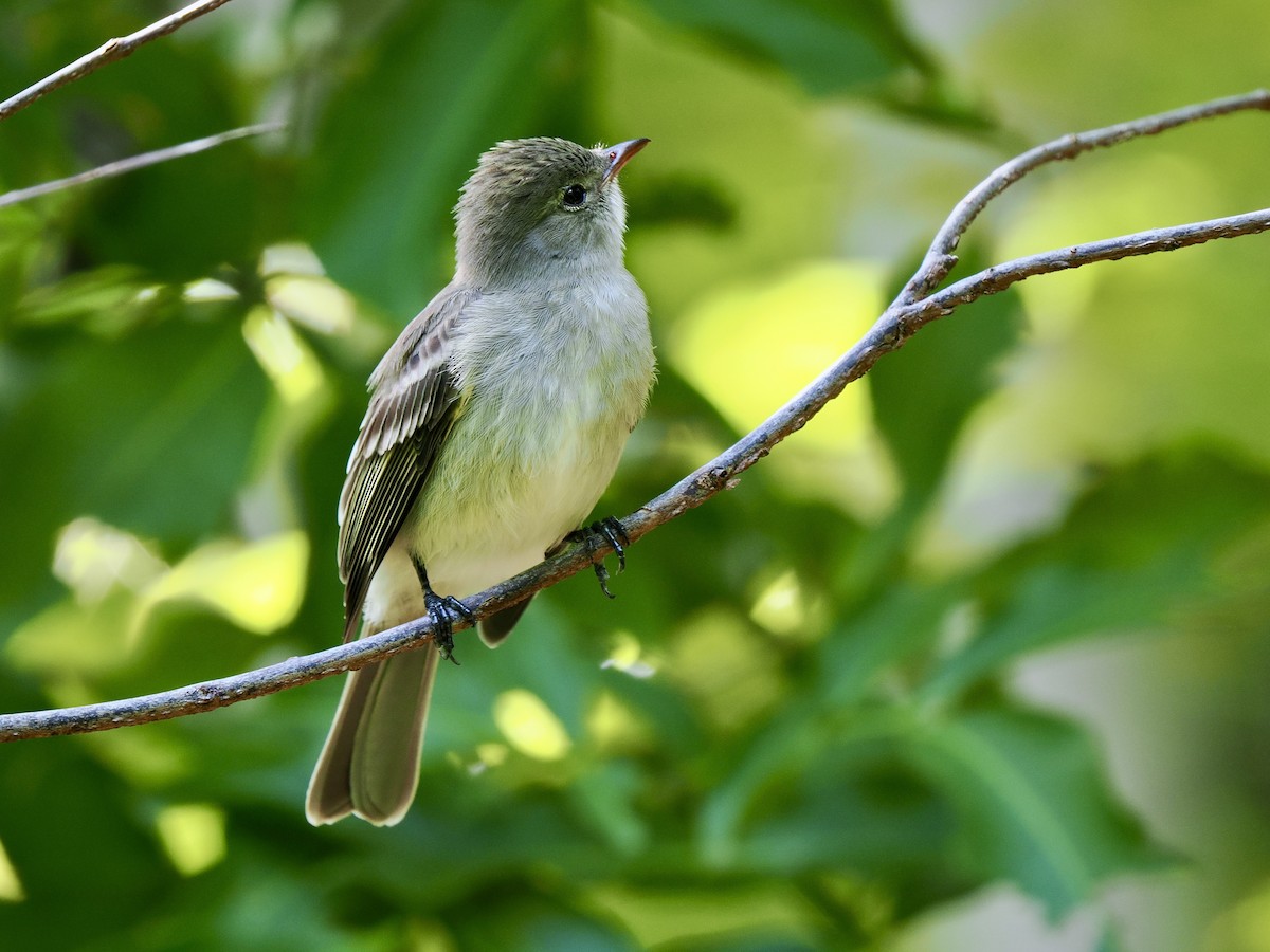 Caribbean Elaenia (Chinchorro) - Gabriel Willow