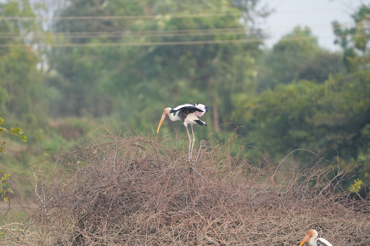 Painted Stork - ML611185064